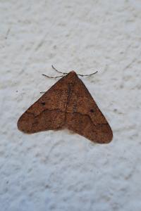 <i>Erannis defoliaria</i>