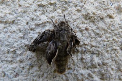 <i>Chloantha hyperici</i>