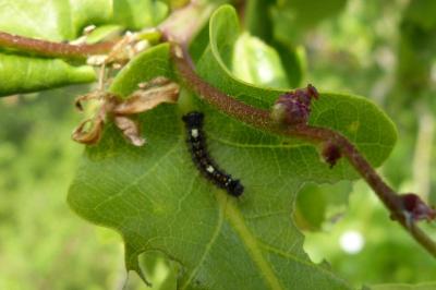 <i>Lymantria dispar</i>