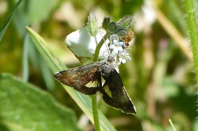 <i>Panemeria tenebrata</i>