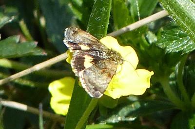 <i>Panemeria tenebrata</i>