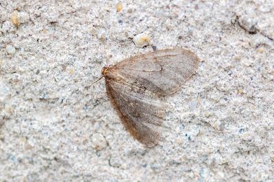 <i>Operophtera brumata</i>