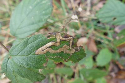 <i>Stigmella aurella</i>