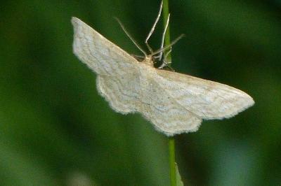 <i>Idaea macilentaria</i>