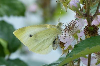 <i>Pieris rapae</i>