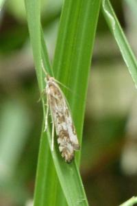 <i>Nomophila noctuella</i>