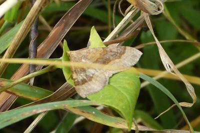 <i>Scotopteryx chenopodiata</i>
