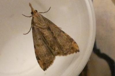 <i>Hypena obsitalis</i>