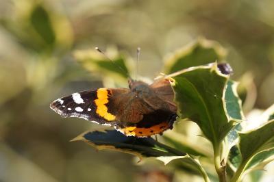 <i>Vanessa atalanta</i>