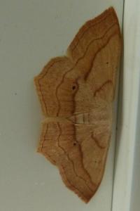 <i>Scopula imitaria</i>