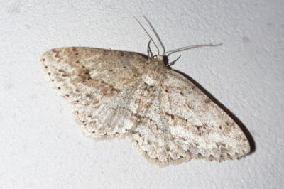 <i>Ectropis crepuscularia</i>