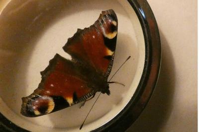 <i>Aglais io</i>