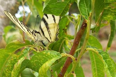 <i>Iphiclides podalirius</i>