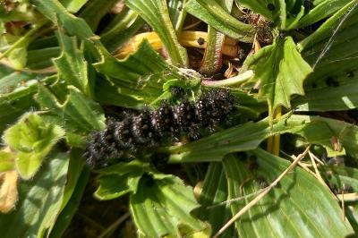 <i>Melitaea cinxia</i>