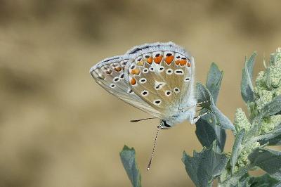 <i>Polyommatus icarus</i>