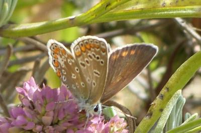 <i>Polyommatus icarus</i>