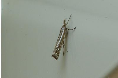 <i>Ancylolomia tentaculella</i>