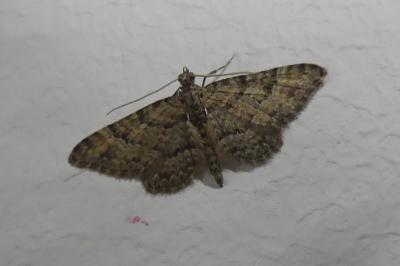 <i>Gymnoscelis rufifasciata</i>