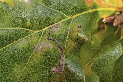 <i>Stigmella</i>