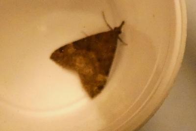 <i>Hypena obsitalis</i>