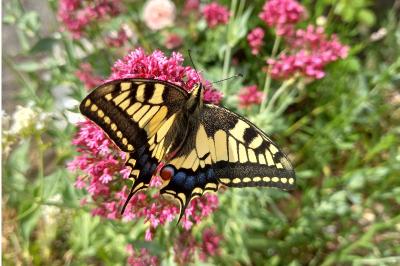 <i>Papilio machaon</i>