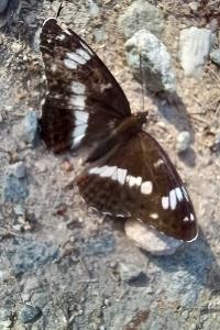 <i>Limenitis camilla</i>