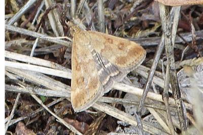 <i>Pyrausta despicata</i>