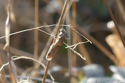 <i>Tortricodes alternella</i>