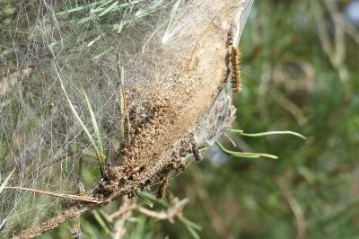 <i>Thaumetopoea pityocampa</i>