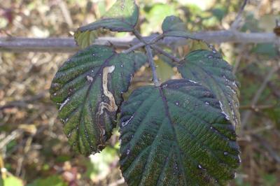 <i>Stigmella aurella</i>