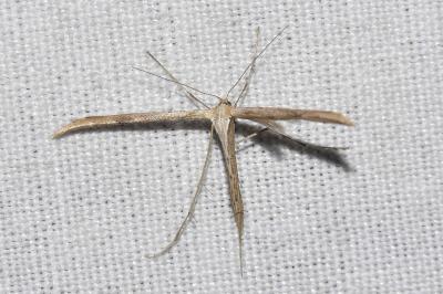 <i>Emmelina monodactyla</i>