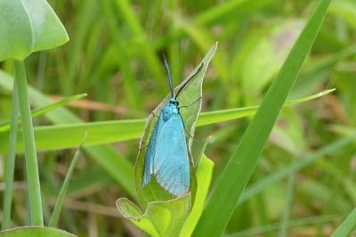 <i>Jordanita globulariae</i>
