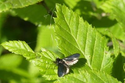 <i>Adela reaumurella</i>