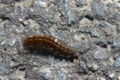 <i>Arctia villica</i>