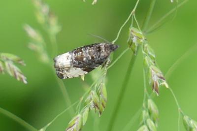 <i>Hedya pruniana</i>