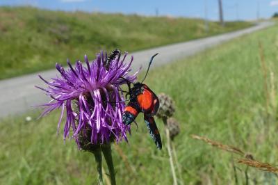 <i>Zygaena sarpedon</i>