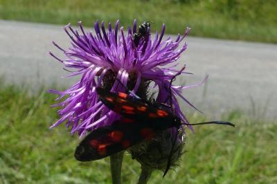 <i>Zygaena transalpina</i>
