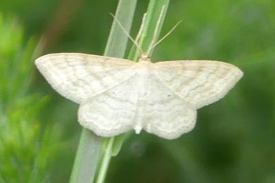 <i>Idaea macilentaria</i>