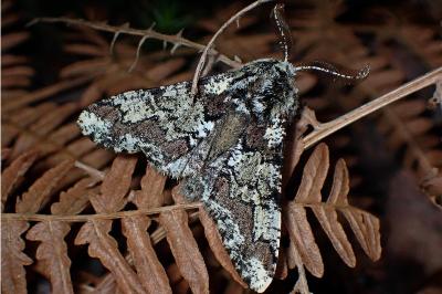 <i>Biston strataria</i>