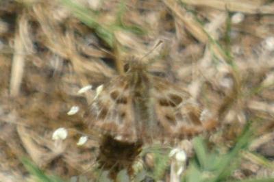 <i>Carcharodus alceae</i>