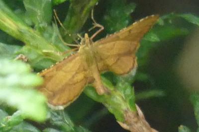 <i>Endotricha flammealis</i>