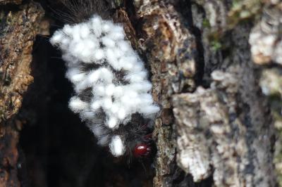 <i>Arctia villica</i>