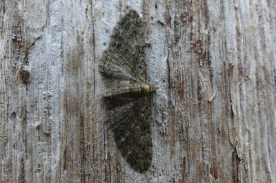 <i>Eupithecia abbreviata</i>