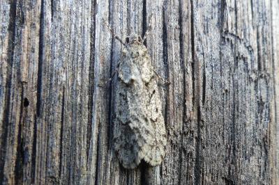 <i>Diurnea fagella</i>