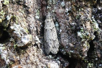 <i>Diurnea fagella</i>