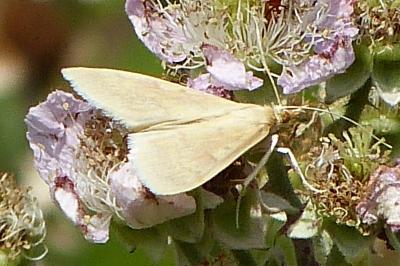 <i>Ostrinia nubilalis</i>