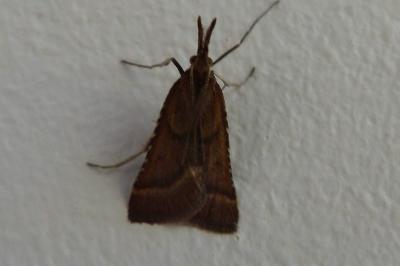 <i>Synaphe punctalis</i>