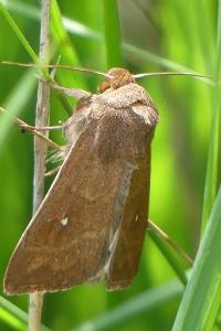<i>Mythimna albipuncta</i>