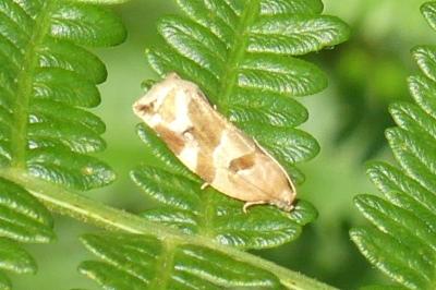 <i>Archips xylosteana</i>