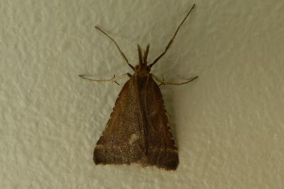 <i>Synaphe punctalis</i>